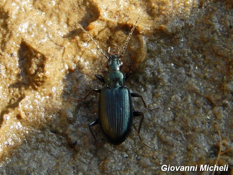 Ocydromus: O. cfr tibialis, O. decorus, O.sp